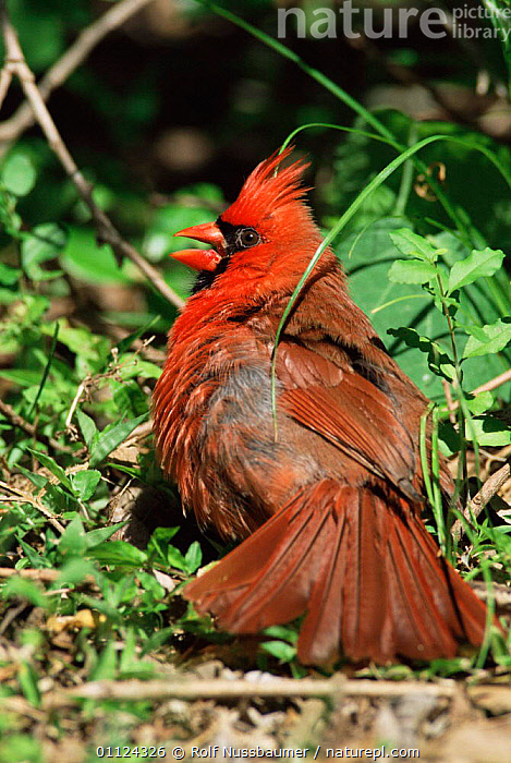 Stock photo of Northern cardinal male sunning {Cardinalis cardinalis ...