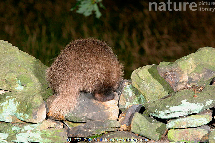 Stock photo of Rear view of Badger on stone wall {Meles meles ...