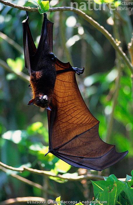 Stock photo of Red flying fox hanging in tree with wing extended ...