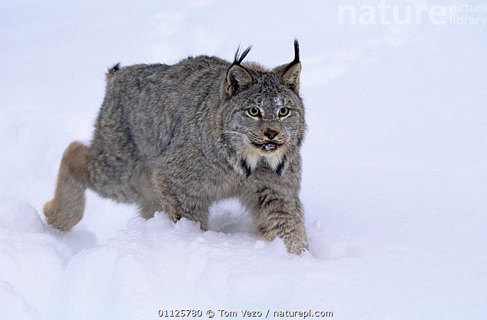 Stock Photo Of Lynx In Snow {lynx Lynx} Captive, Idaho, Usa. Available 