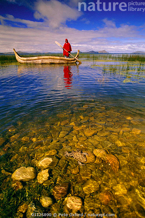 Totoro Reeds Stock photo of Totoro reed boat + Giant Titicaca frog {Telmatobius ...