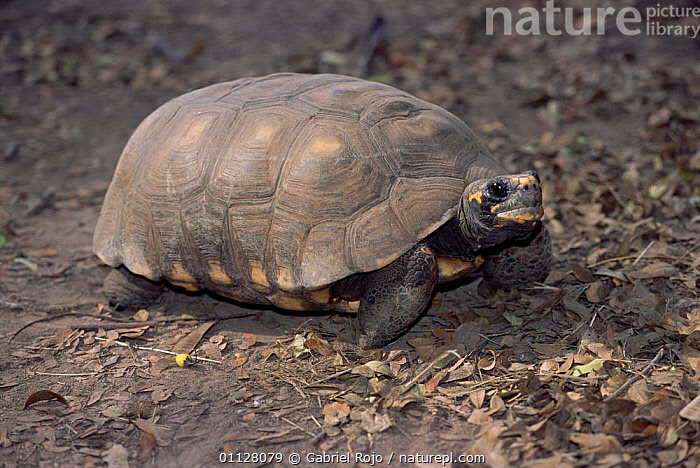 Stock photo of Red footed tortoise {Geochelone carbonaria} Chaco ...