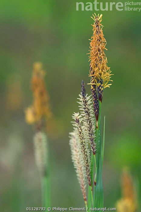 Sedge Inflorescence Stock photo of Sedge inflorescence {Carex sp} France. Available for ...