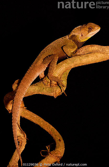 Stock photo of Dwarf iguana Wood lizard Enyalioides heterolepis