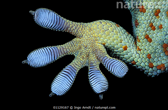 Stock photo of Close up foot of Tokay gecko Gekko gecko. Available