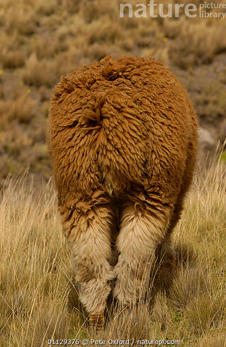 Stock photo of Rear view of Alpaca grazing on the paramo, Chimborazo ...