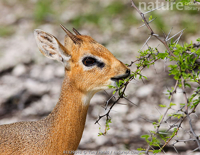 Yaponiyalik ayol orgazmdan titraydi.