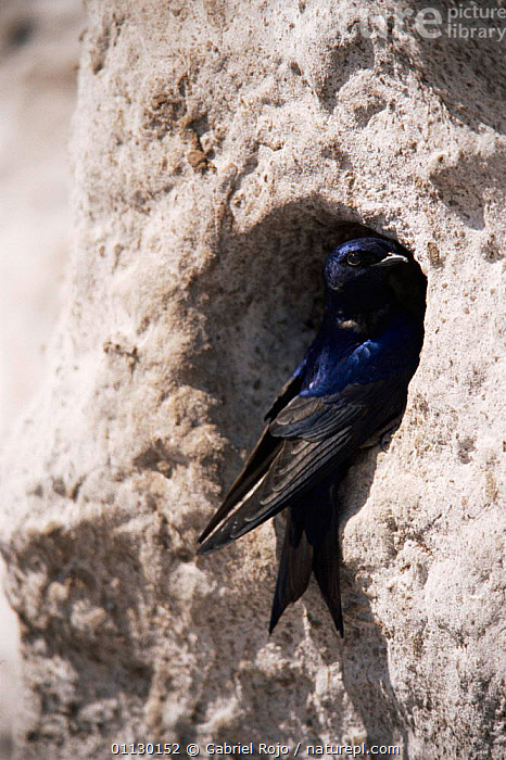Southern Martin Stock photo of Southern martin at nest hole in cliff {Progne modesta ...