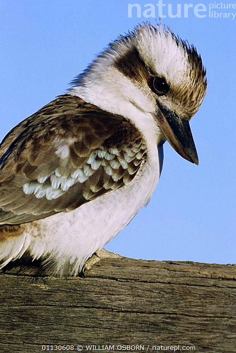 The laugh of a Kookaburra in the morning always brings a smile to my face.  Looking out the window and into the green trees and blue sky while hearing  this sound —