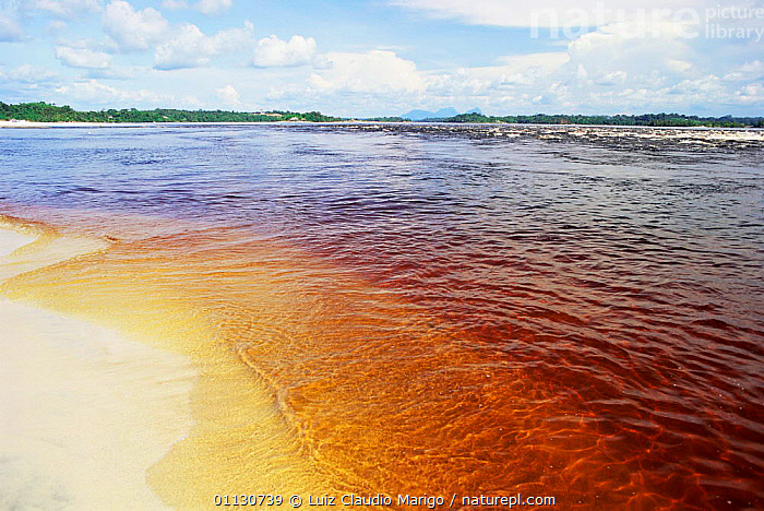 Stained Rivers Stock photo of Tannins stain water of River Negro brown, Amazonia ...