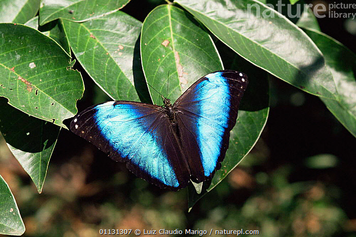 Stock photo of Morpho butterfly {Morpho deidamia} Amazonia, Brazil ...