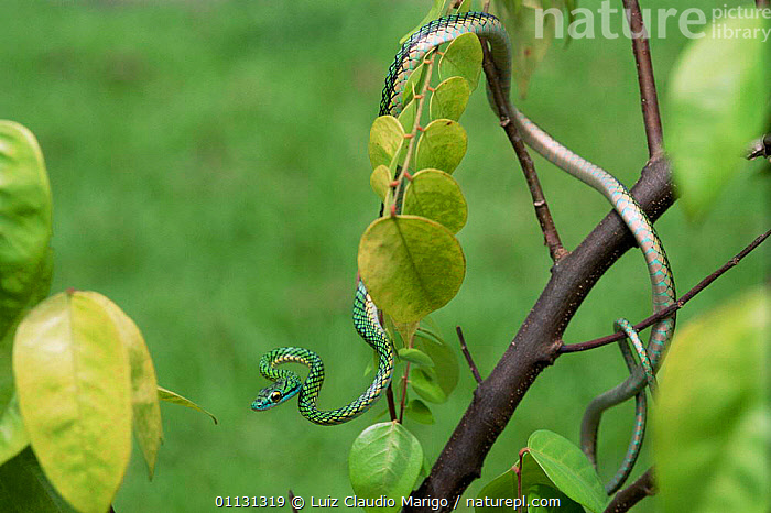 Stock photo of Parrot / Green tree snake {Leptophis ahaetulla} flooded ...