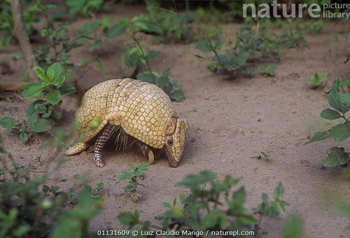 Stock photo of Southern three banded armadillo Tolypeutes matacus