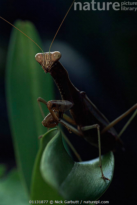 Egarda mantiq mp4 Egarda mantiq mp4