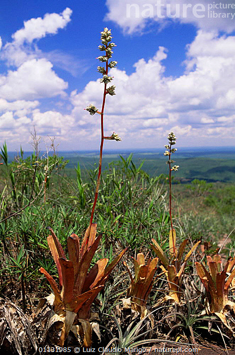 2. ホヘンベルギア ☆ Hohenbergia leopoldo-horstii Hawaii form x