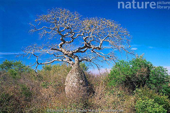 Stock photo of Toborochi tree Chorisia insignis in Gran Chaco NP