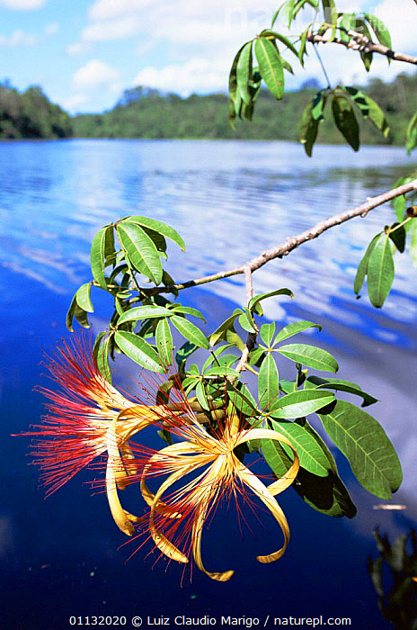 Stock photo of Fower of Mungubarana tree {Pachira insignis} Mamiraua ...