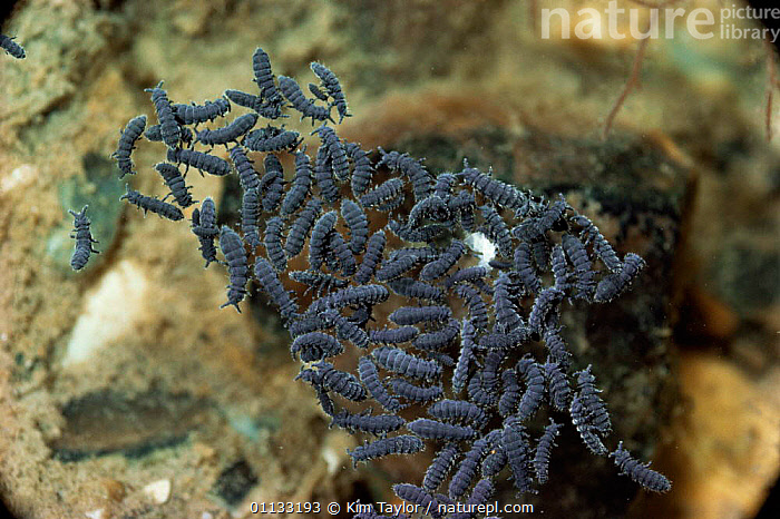 Stock photo of Marine springtails Anurida maritima in tidepool, UK