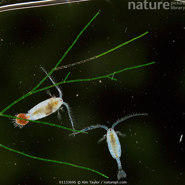 Stock photo of Freshwater copepod {Diaptomus} male + female carrying