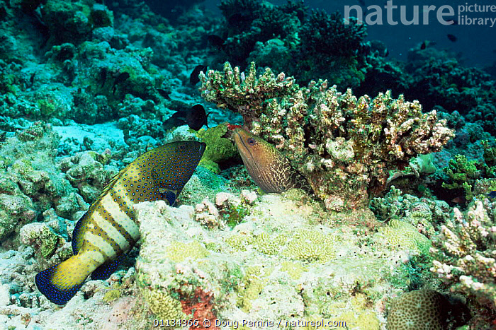 Stock photo of Hunting partners - Peacock grouper + Moray eel