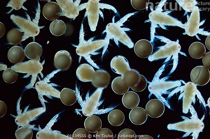 Stock photo of Brine shrimp {Artemia salina} hatched and hatching nauplius  larvae. Available for sale on