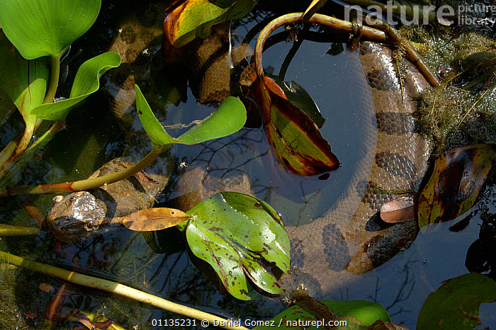 Stock photo of Anaconda {Eunectes murinus} in water. Para State, Brazil ...