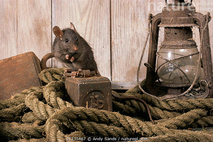 Stock photo of Black rat {Rattus rattus} amidst rusting metal items and ...
