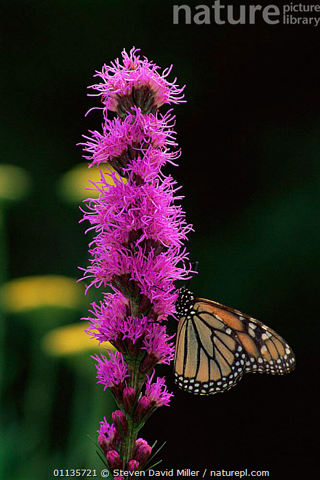 Stock photo of Monarch butterfly {Danaus plexippus} resting on flower ...