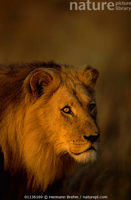 Stock photo of Male African lion portrait {Panthera leo} Kalahari ...
