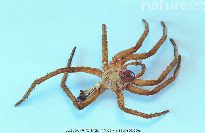 Stock photo of Underside of body of Fishing spider {Ancylometes