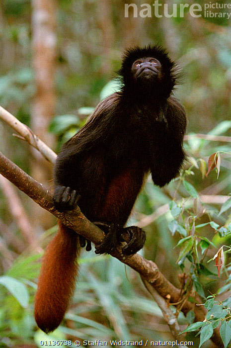 Stock photo of Black-headed Uakari monkey {Cacajao