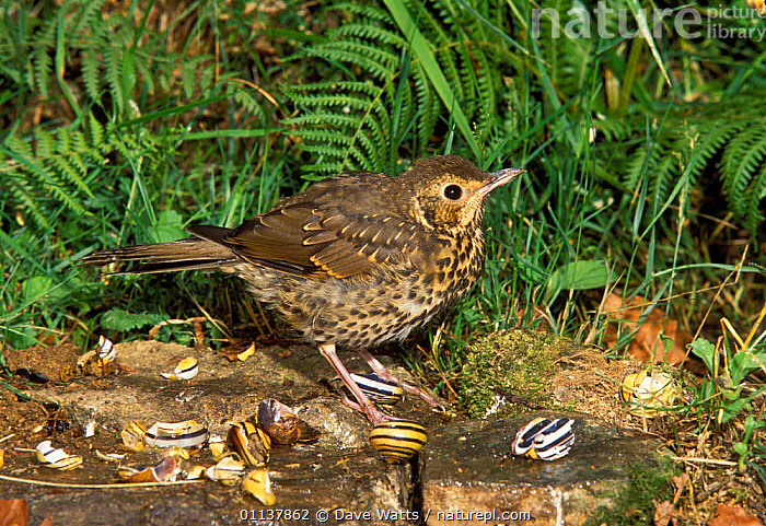 Stock photo of Song thrush {Turdus philomelos} breaking snail shell on ...