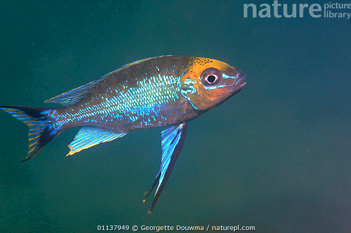 Stock photo of Featherfin cichlid {Cyathopharus sp.} male
