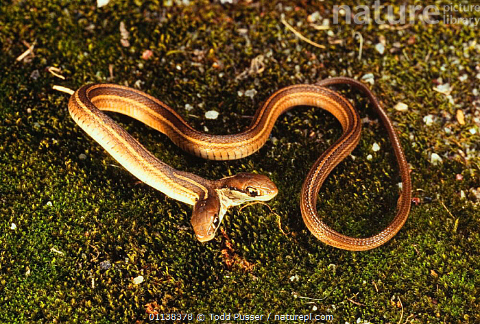 Stock Photo Of Rare Two Headed Eastern Ribbon Snake {Thamnophis ...