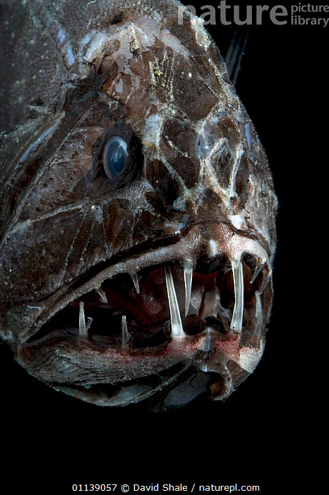 Stock photo of Fangtooth, bathypelagic fish (Anoplogaster cornuta ...