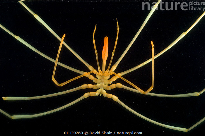 Stock photo of Deepsea benthic sea spider (Colossendeis sp), deep sea ...