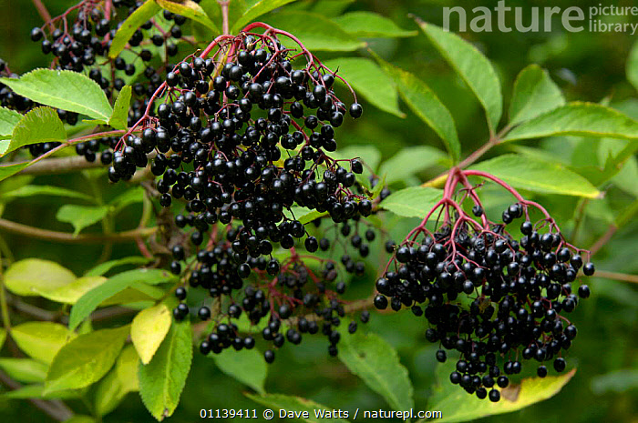 Stock photo of Elder tree berries (Sambucus nigra) Elderberries, UK ...