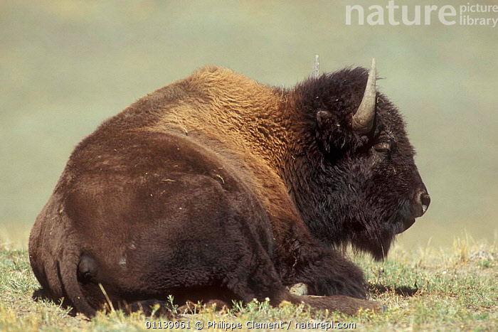 Yellowstone shops buffalo resting