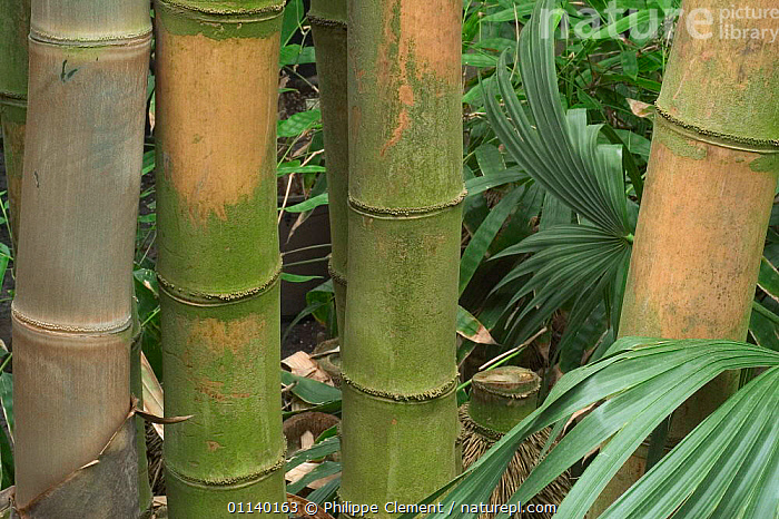 Stock photo of Close-up of Tortoise shell bamboo {Phyllostachys edulis ...