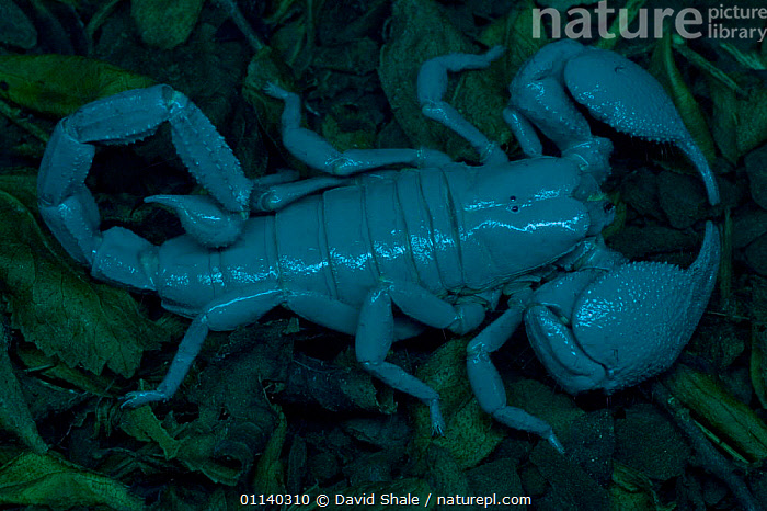 Stock Photo Of Imperial Emperor Giant African Scorpion Pandinus