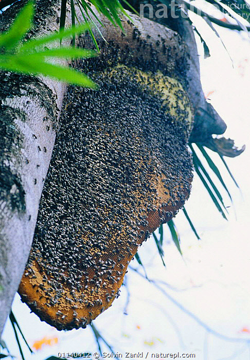 giant honey bee - Apis dorsata