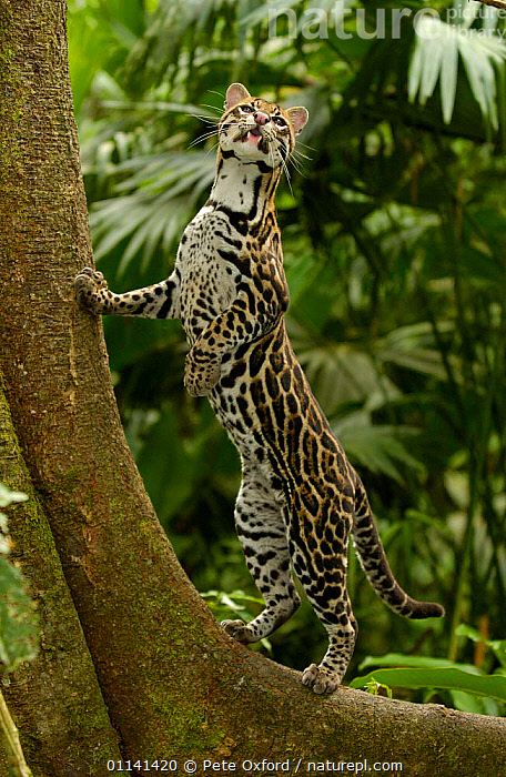 Ocelot sales amazon rainforest