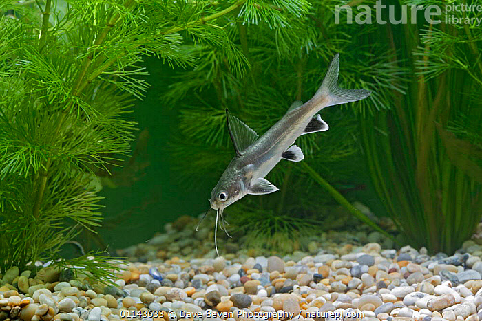 stock-photo-of-cat-shark-arius-jordani-hexanematichthys-seemanni
