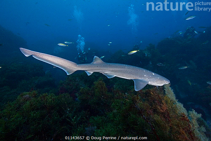 Stock photo of Broadnose / Bluntnose sevengill shark / Spotted cow ...