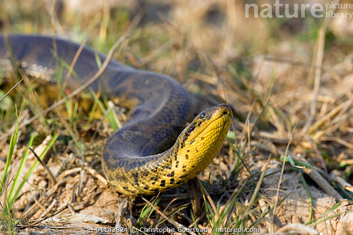 Stock photo of Anaconda {Eunectes murinus} crossing dry land sniffing ...