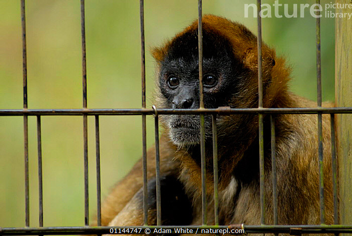 Stock photo of Spider Monkey Ateles sp probably Long haired