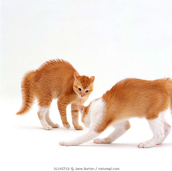 Stock photo of Domestic Cat ginger kitten with arched back in