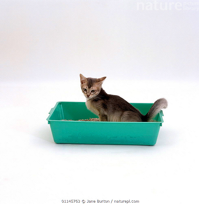Stock photo of Domestic Cat, kitten urinating in litter tray. Available