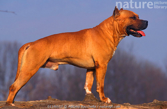 Staffordshire best sale terrier tan