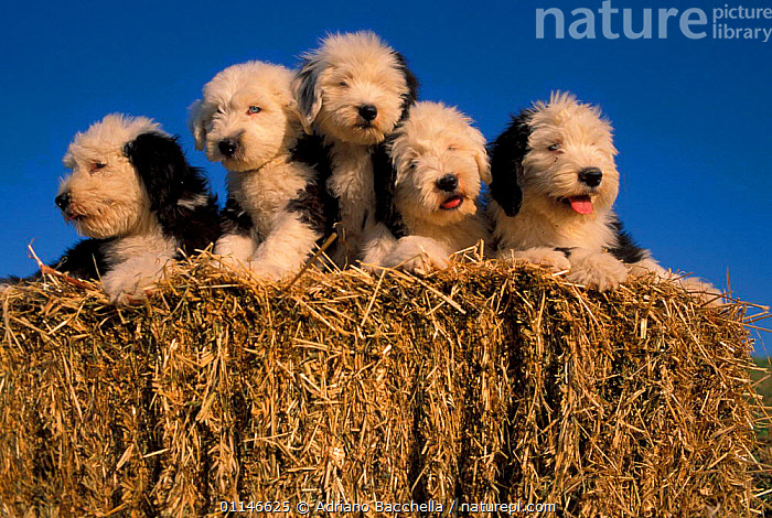 Bobtail puppies for store sale